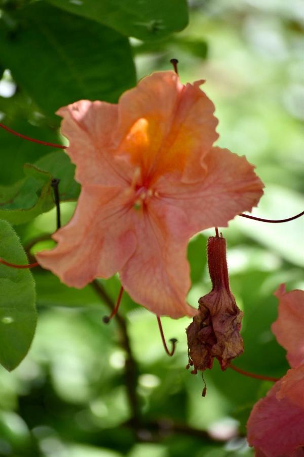 Bed And Breakfast Villa Beldershoek เฮงเงโล ภายนอก รูปภาพ